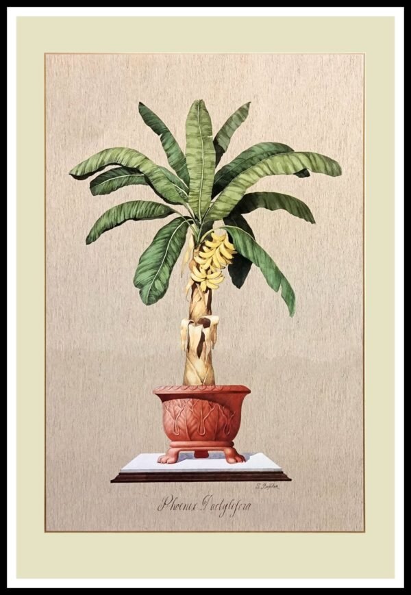 ICS B731 Paradisiaca Seminifera